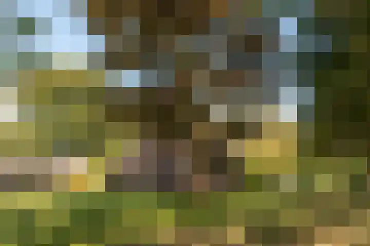 Bloemberg 1 Veeningen thumbnail 40
