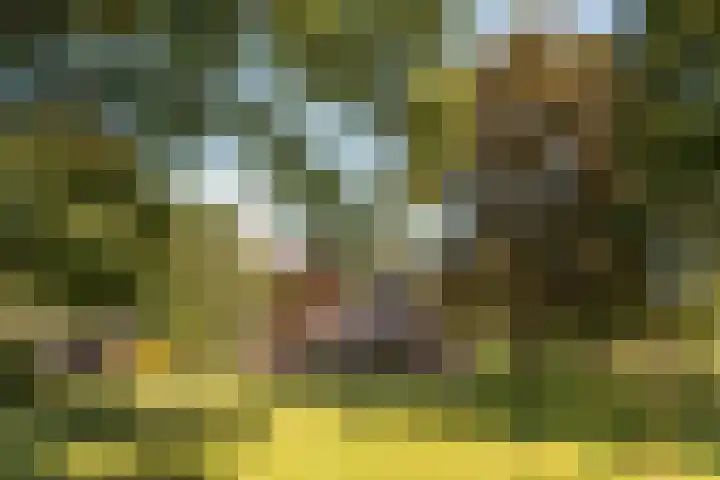 Bloemberg 1 Veeningen thumbnail 42