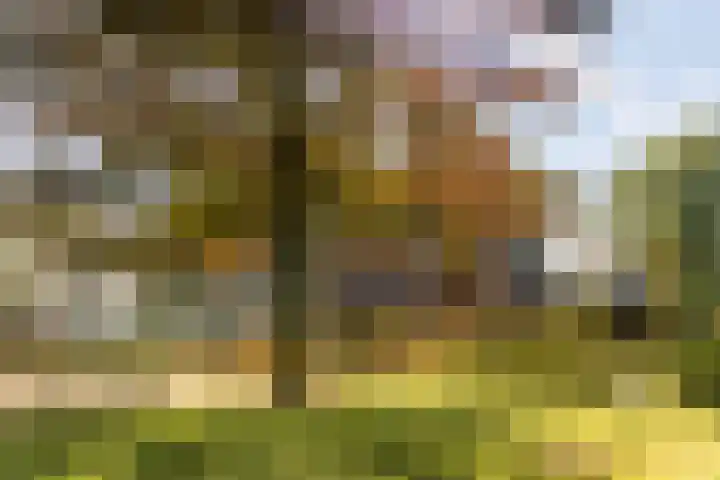 Bloemberg 1 Veeningen thumbnail 44