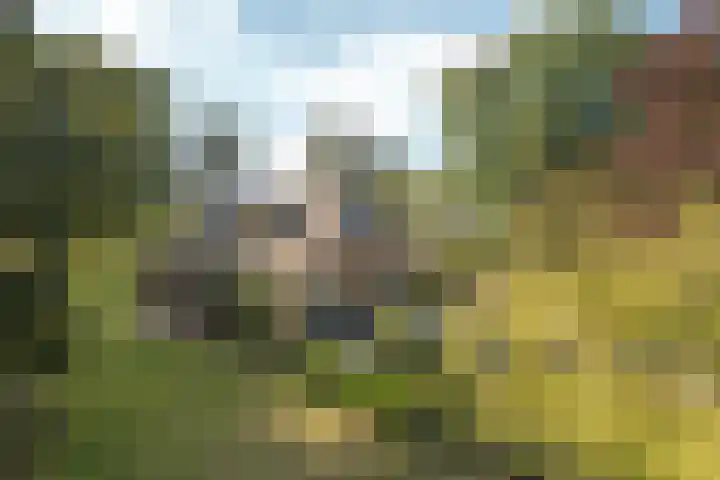 Bloemberg 1 Veeningen thumbnail 48