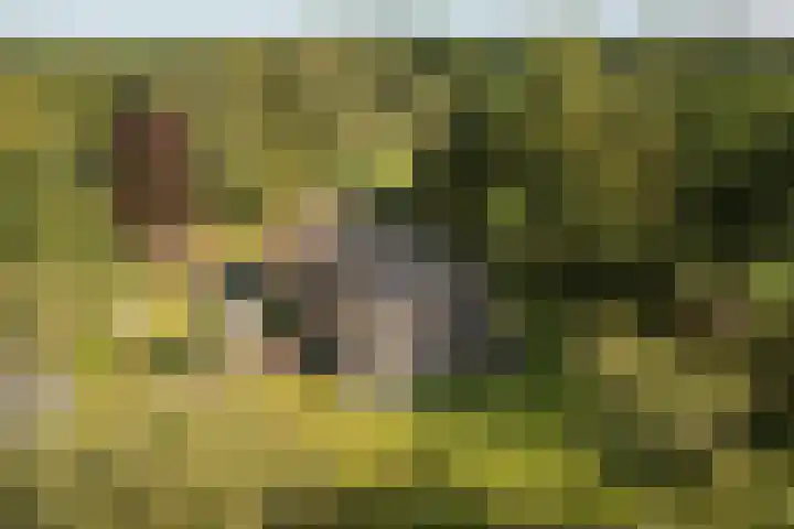 Bloemberg 1 Veeningen thumbnail 49