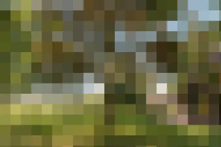 Bloemberg 1 Veeningen thumbnail 50