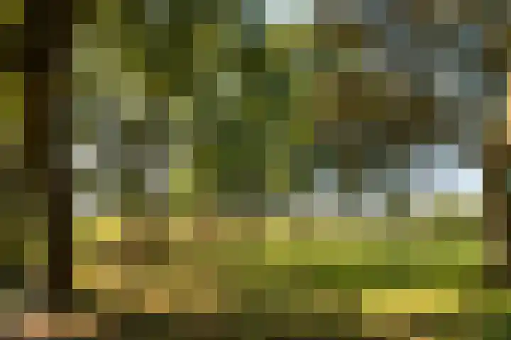 Bloemberg 1 Veeningen thumbnail 52