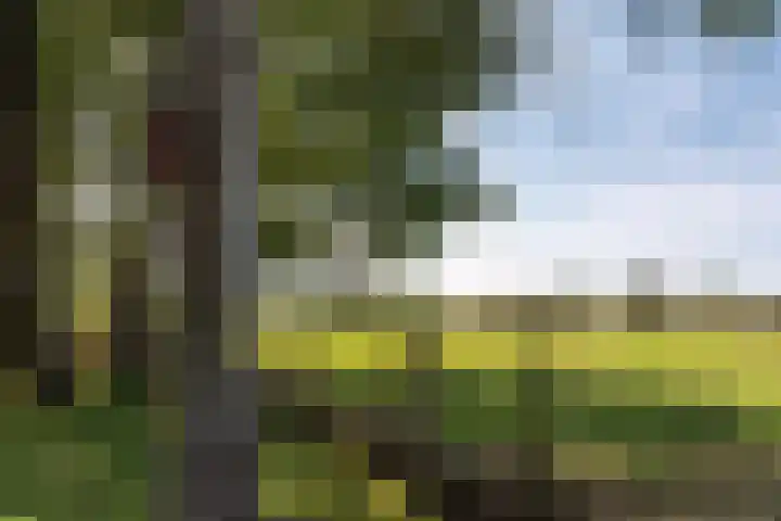 Bloemberg 1 Veeningen thumbnail 55