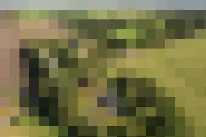 Bloemberg 1 Veeningen thumbnail 56