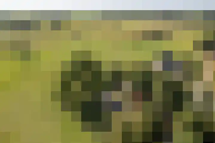 Bloemberg 1 Veeningen thumbnail 57