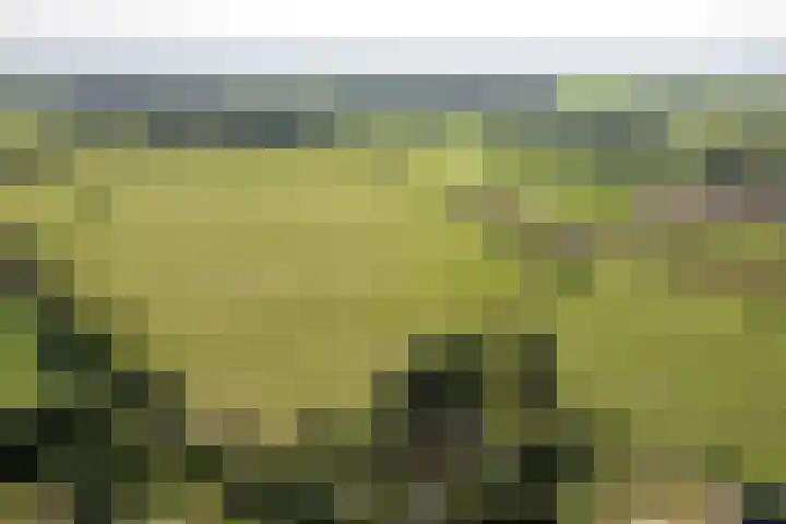 Bloemberg 1 Veeningen thumbnail 58