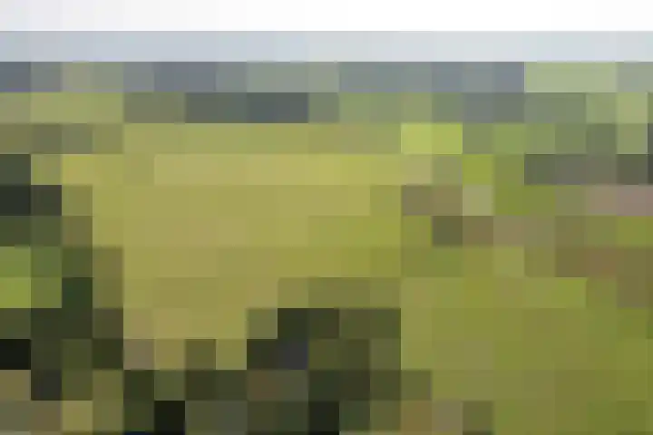 Bloemberg 1 Veeningen thumbnail 59