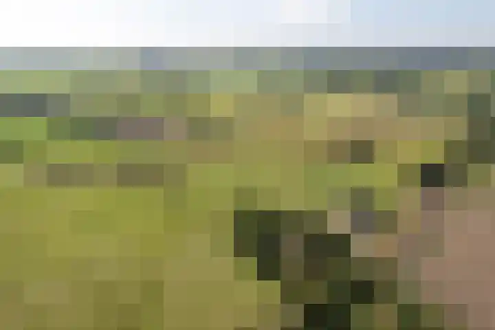 Bloemberg 1 Veeningen thumbnail 60