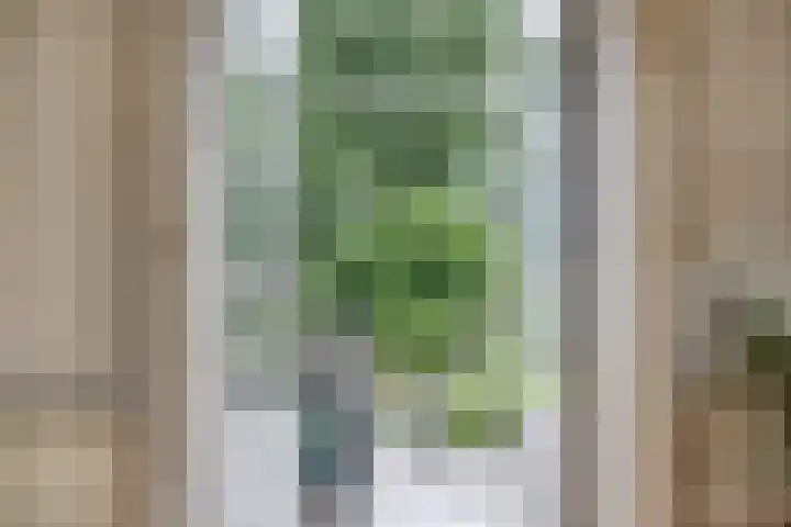 Bloemberg 24 Veeningen thumbnail 16
