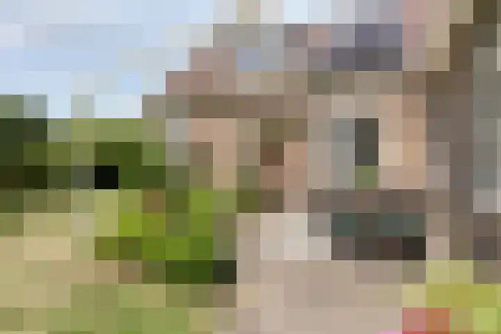 Bloemberg 24 Veeningen thumbnail 45
