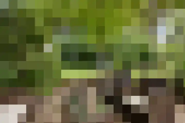 Bloemberg 24 Veeningen thumbnail 54