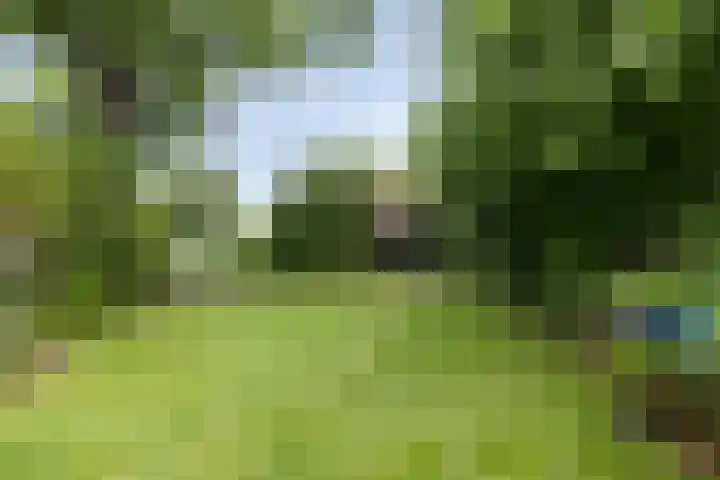 Bloemberg 24 Veeningen thumbnail 56