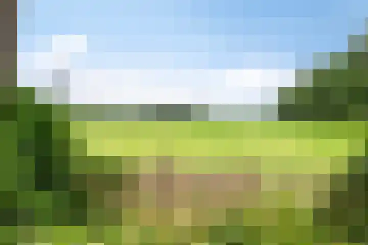 Bloemberg 24 Veeningen thumbnail 57