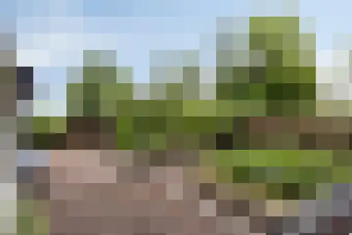Bloemberg 24 Veeningen thumbnail 60