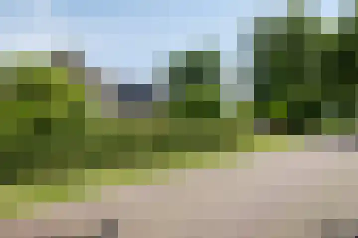 Bloemberg 24 Veeningen thumbnail 61
