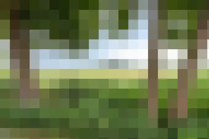 Bloemberg 24 Veeningen thumbnail 62