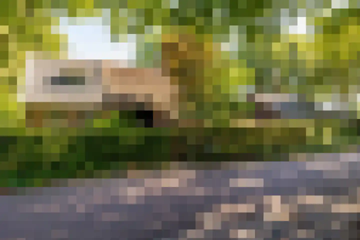 Bloemberg 34 Veeningen
