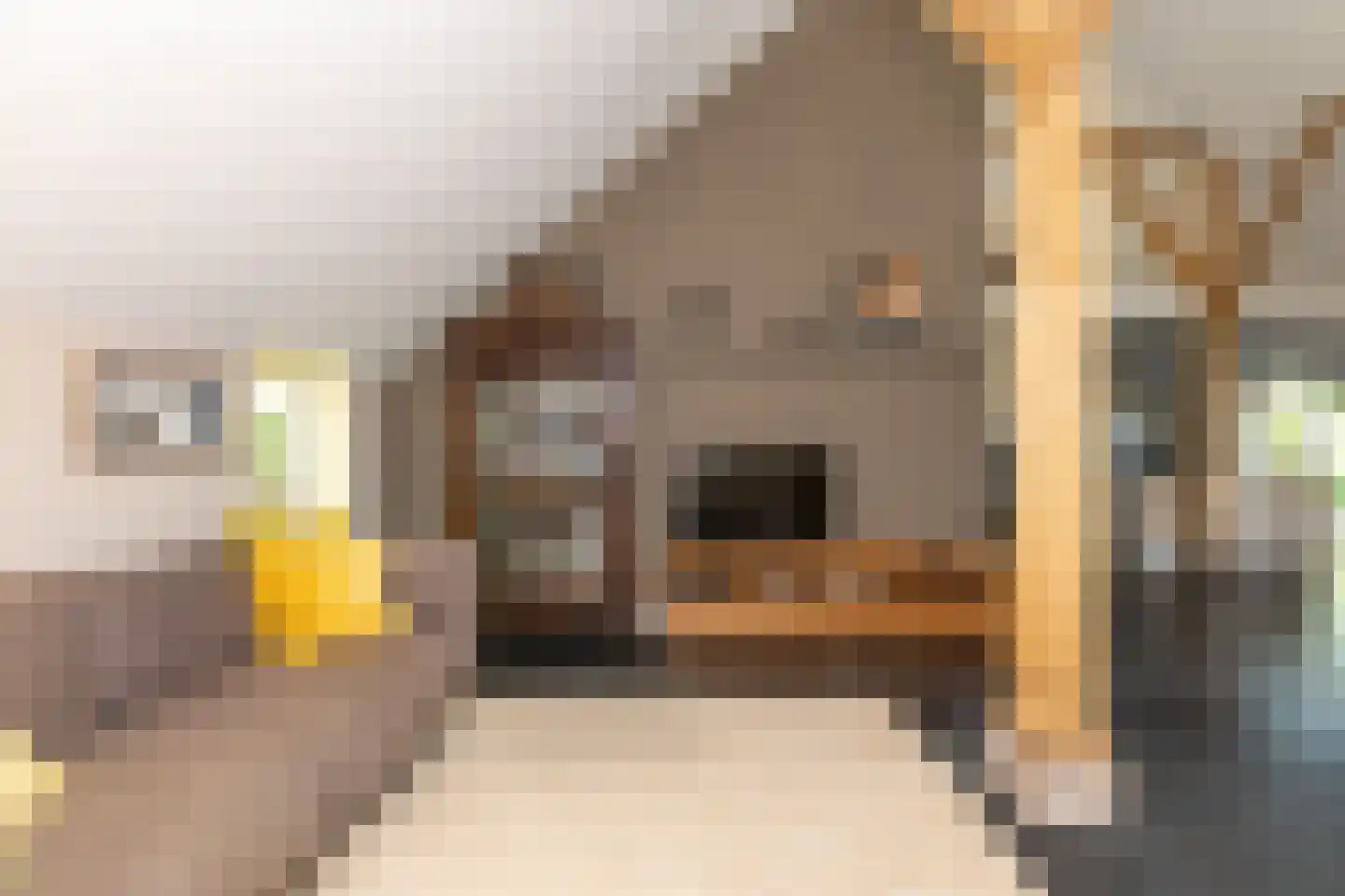 Bloemberg 34 Veeningen thumbnail 15