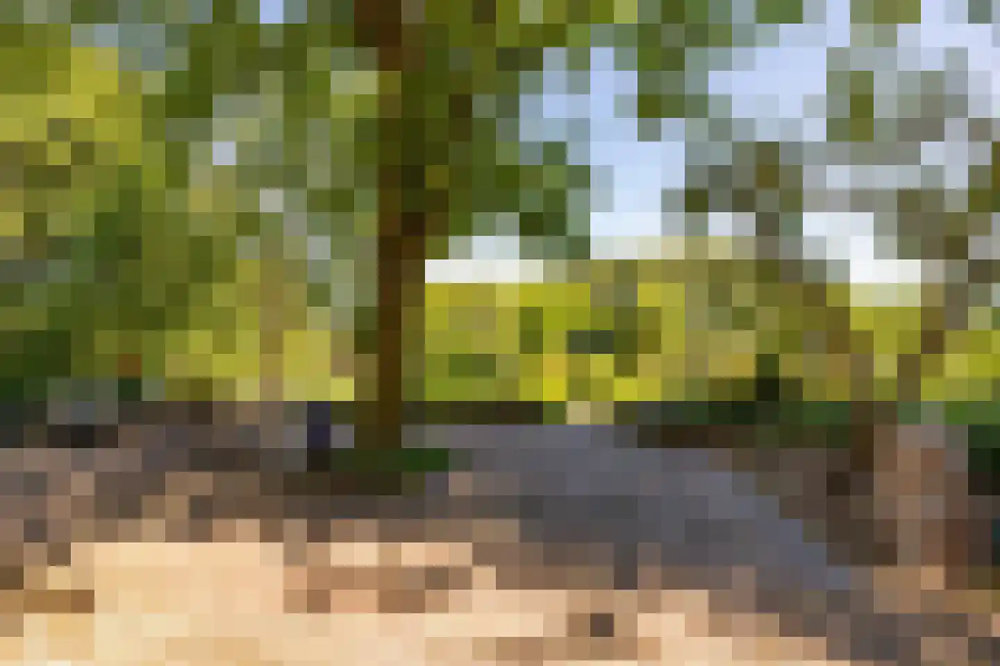 Bloemberg 34 Veeningen thumbnail 40