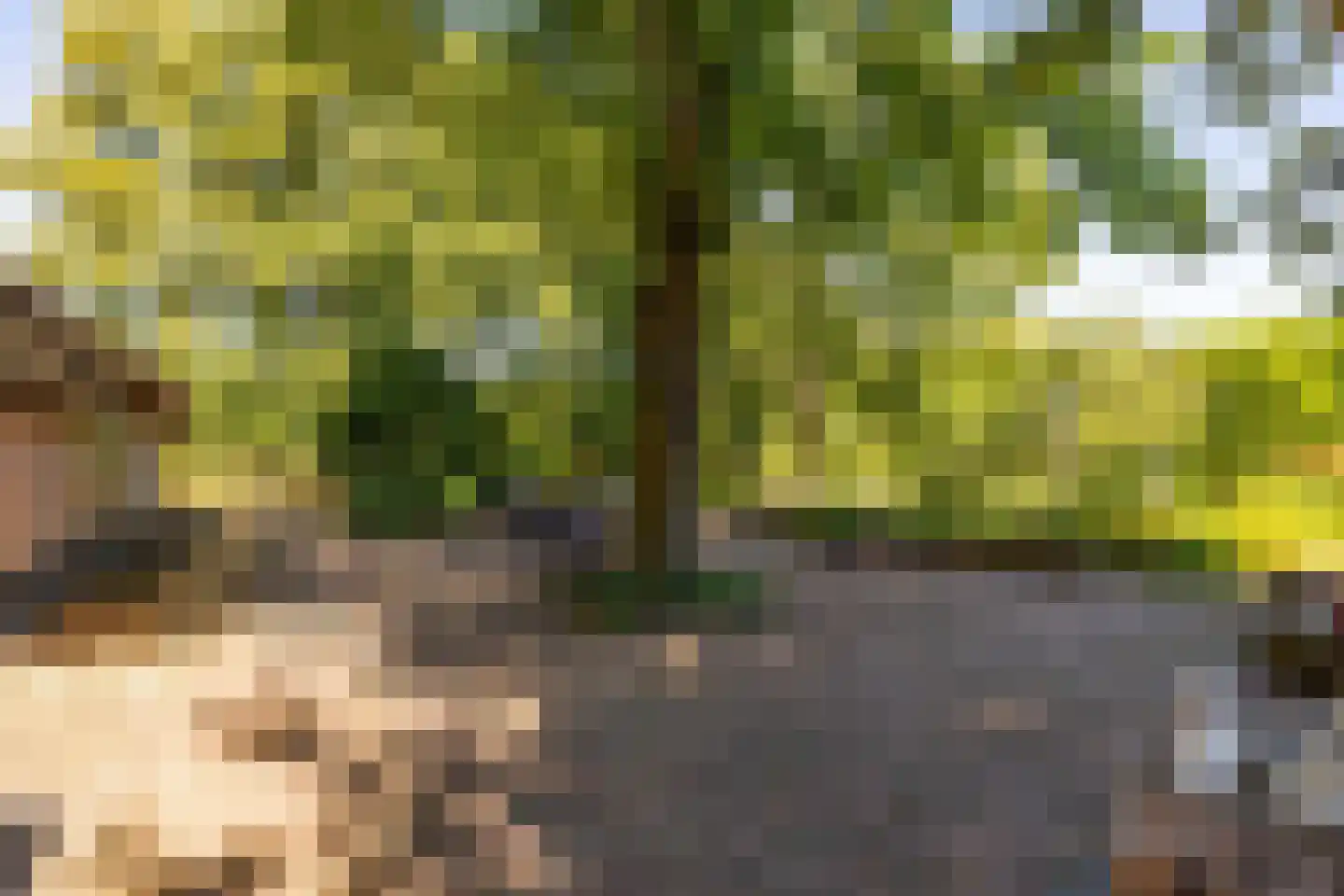 Bloemberg 34 Veeningen thumbnail 41