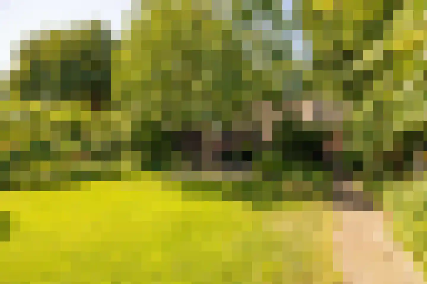Bloemberg 34 Veeningen thumbnail 43