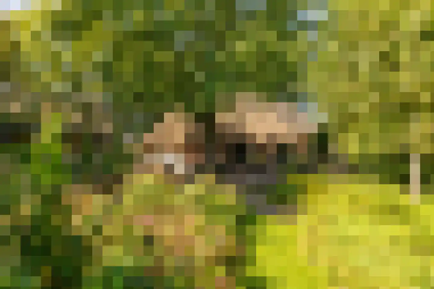 Bloemberg 34 Veeningen thumbnail 48