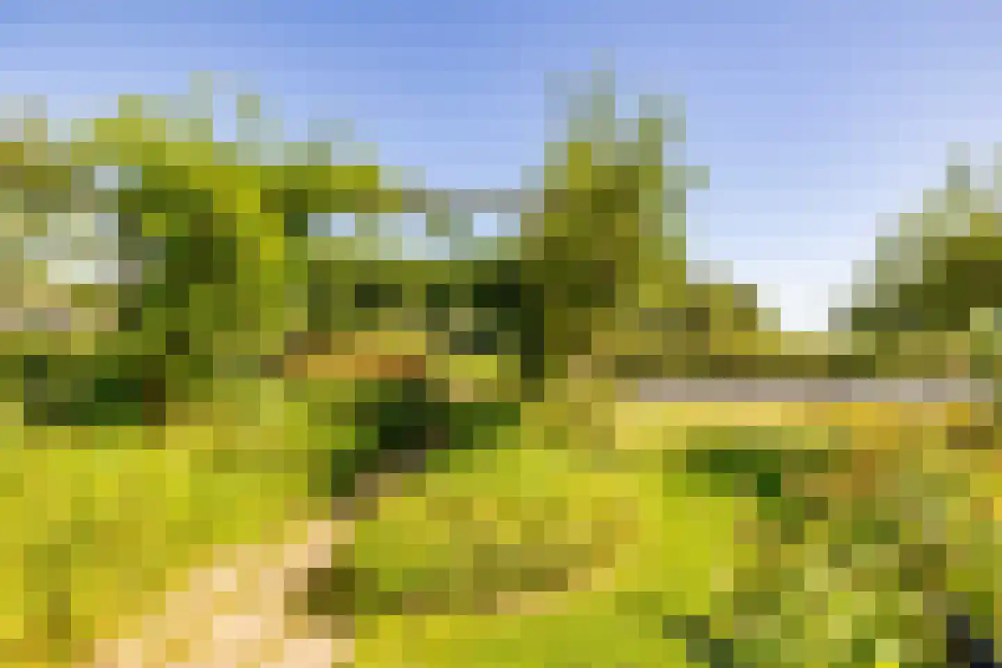 Bloemberg 34 Veeningen thumbnail 51