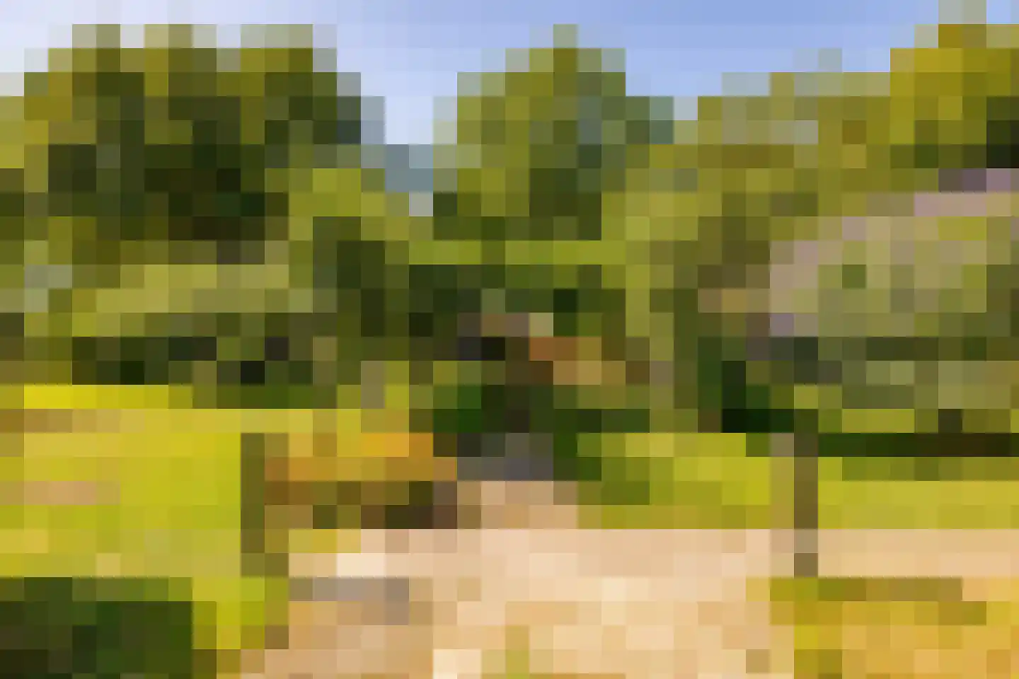 Bloemberg 34 Veeningen thumbnail 58
