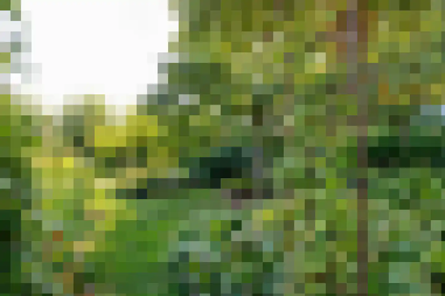 Bloemberg 34 Veeningen thumbnail 59
