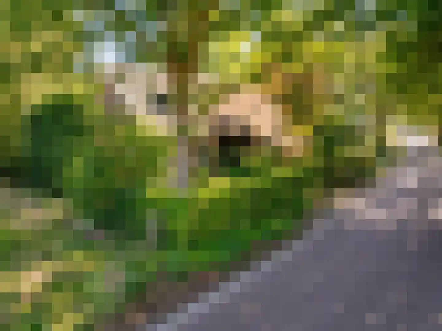 Bloemberg 34 Veeningen thumbnail 6