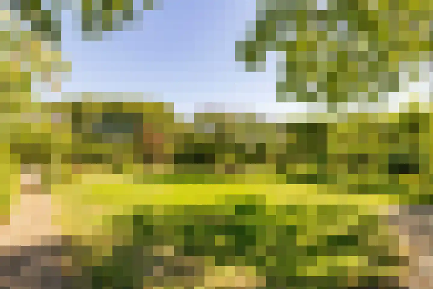 Bloemberg 34 Veeningen thumbnail 62