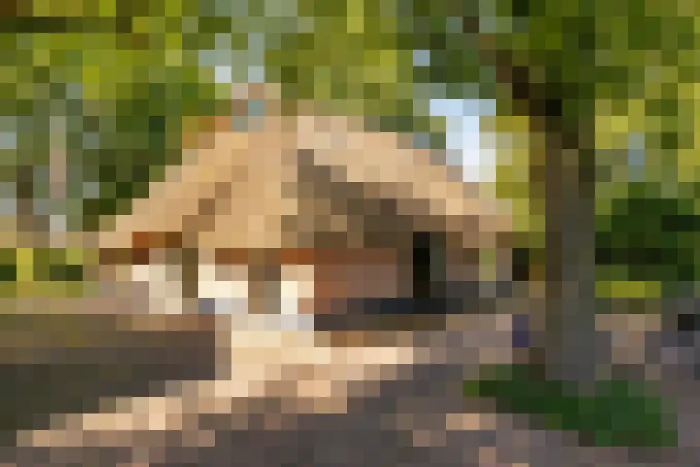 Bloemberg 34 Veeningen thumbnail 63