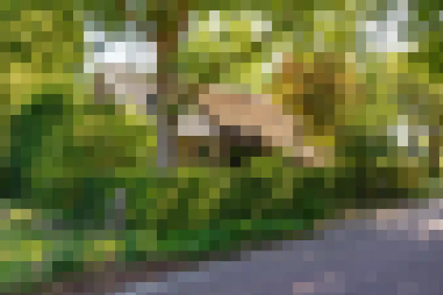Bloemberg 34 Veeningen thumbnail 64
