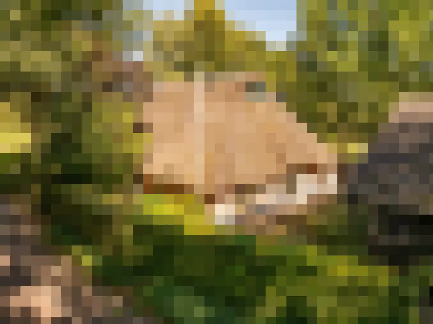 Bloemberg 34 Veeningen thumbnail 65
