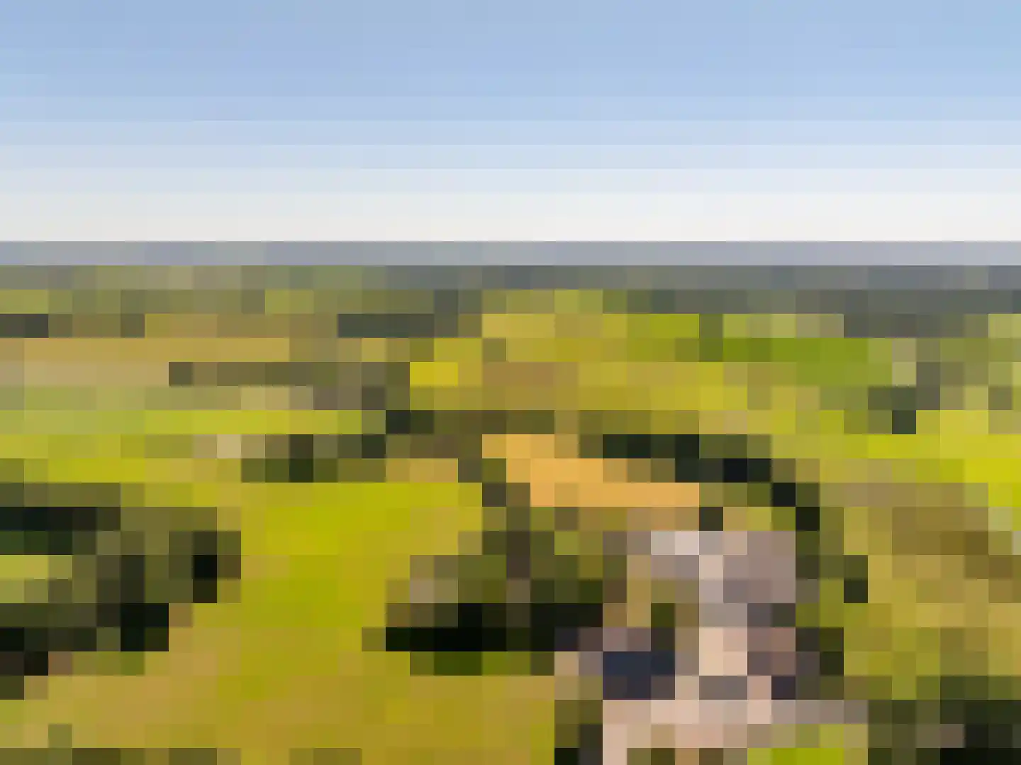 Bloemberg 34 Veeningen thumbnail 66