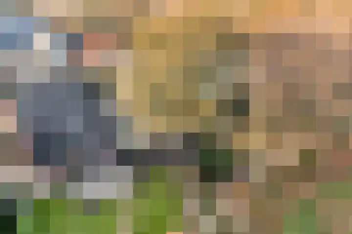 Bloeme-weide 6 Haarle thumbnail 51