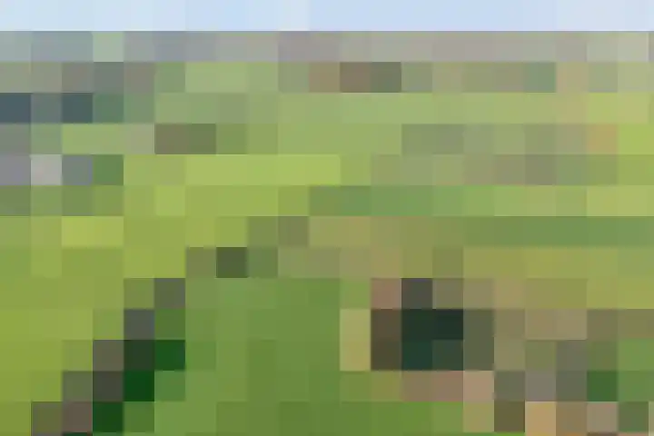Bloeme-weide 6 Haarle thumbnail 52