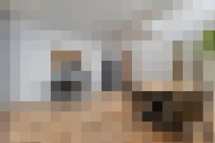 Bloeme-weide 6 Haarle thumbnail 73
