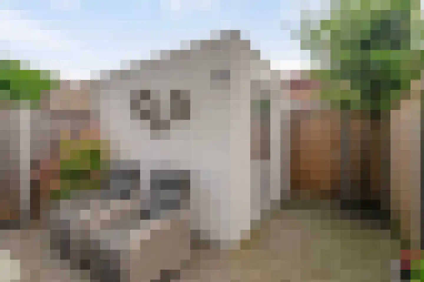 Bloemenblauwtje 70 Breda thumbnail 31