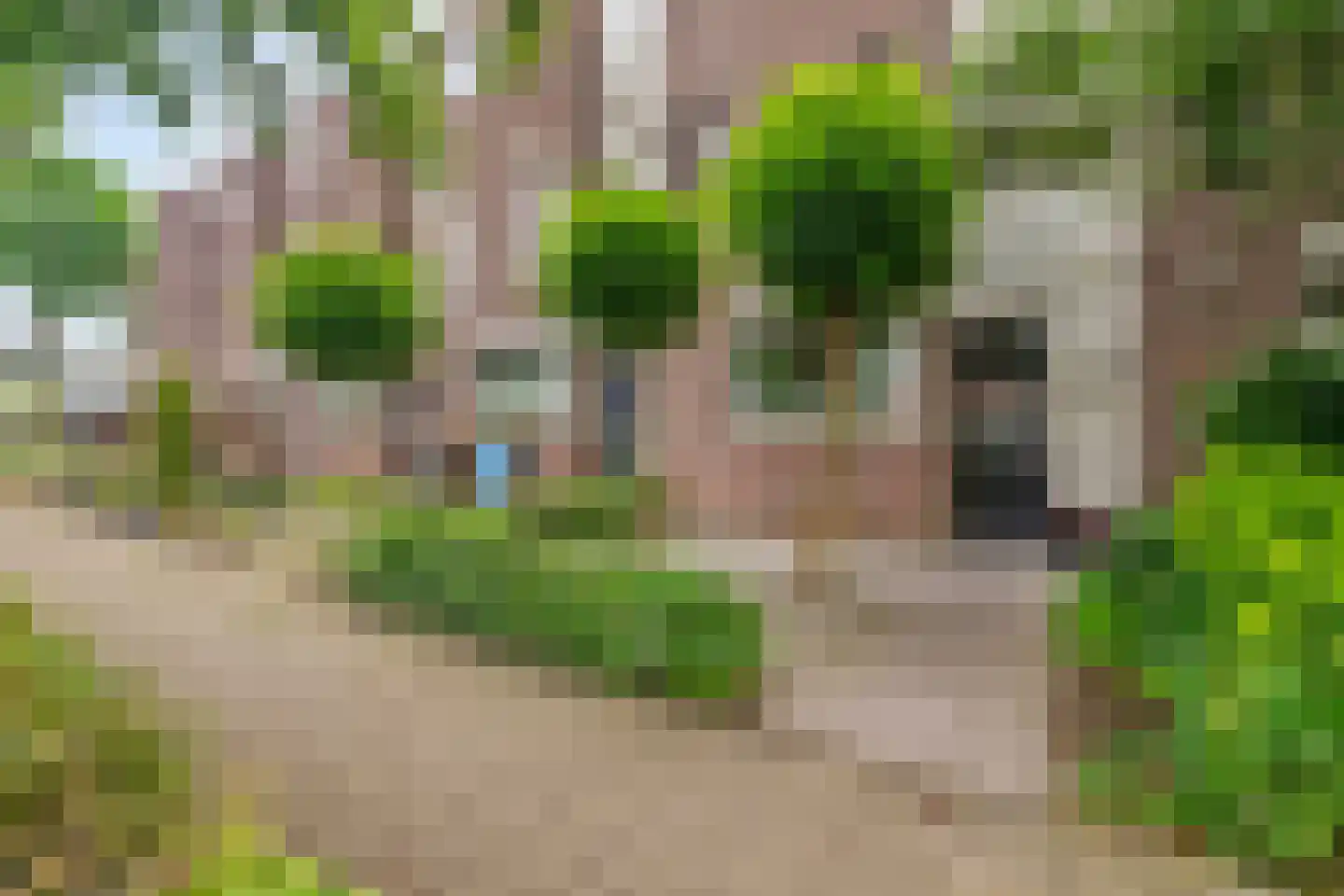 Bloemenblauwtje 70 Breda thumbnail 5
