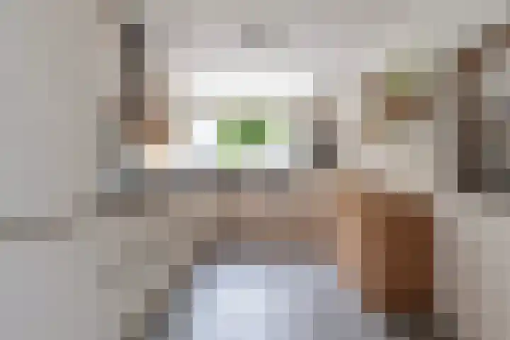 Bloemenblauwtje 71 Breda thumbnail 22