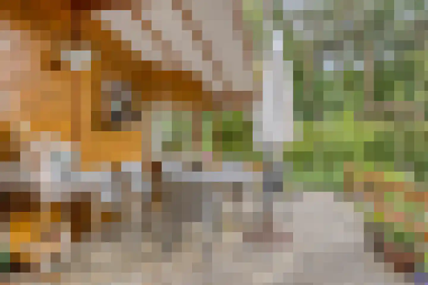 Bloemendaal 7 C23 Oirschot thumbnail 6