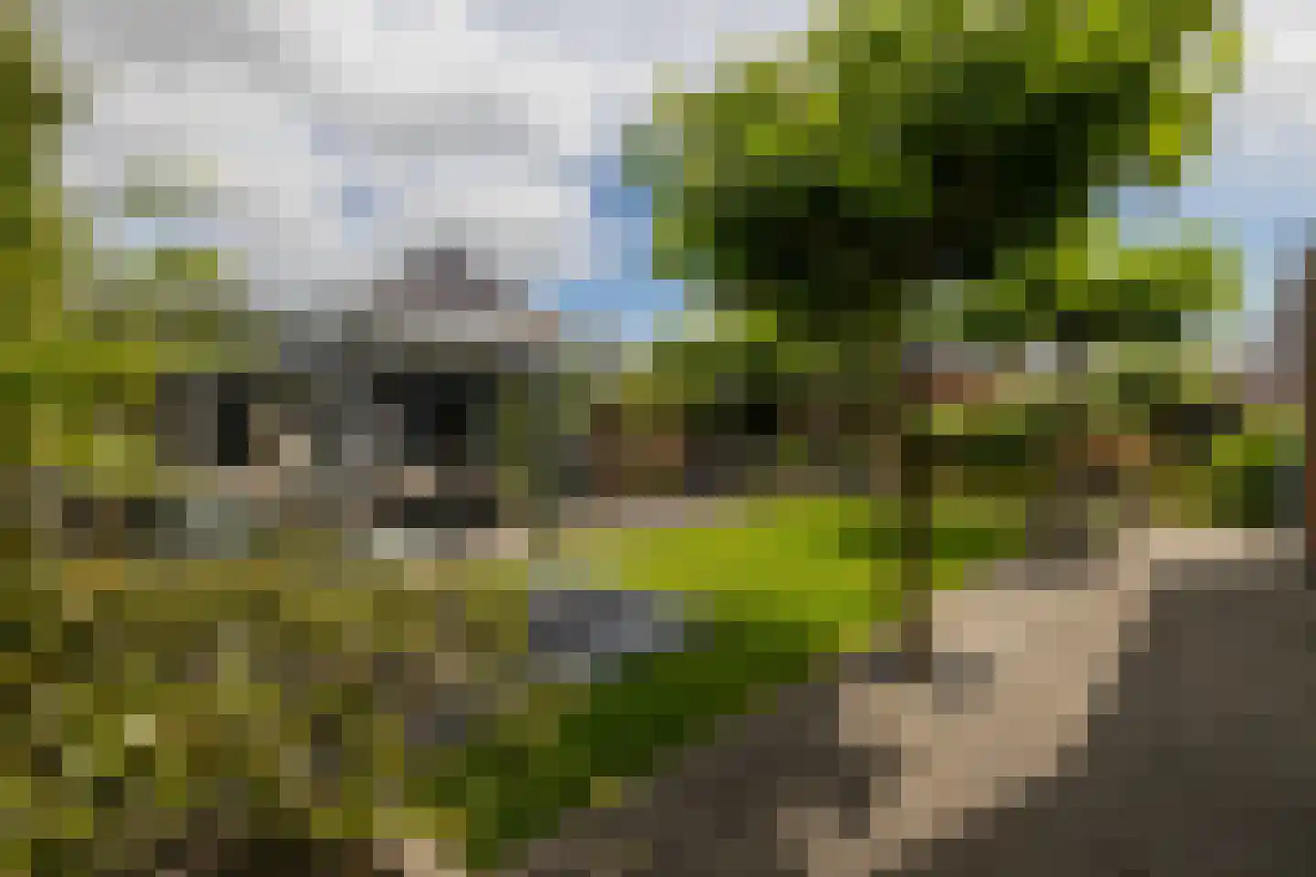 Bloementuin 5 Naaldwijk thumbnail 38