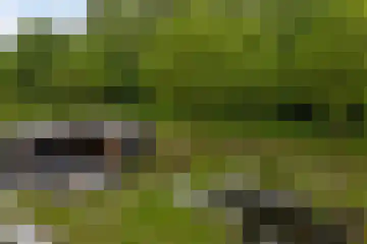 Bloemenzoom 131 Swifterbant thumbnail 52