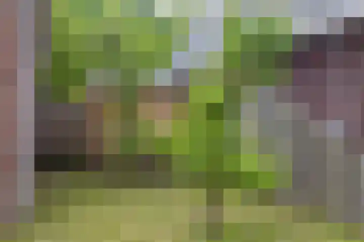 Bloemenzoom 131 Swifterbant thumbnail 9