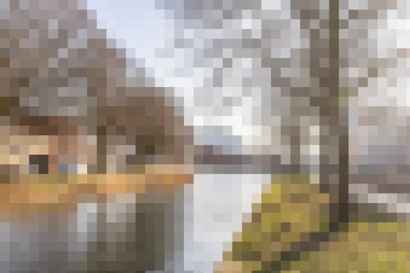 Bloemsingel 113 Groningen thumbnail 10