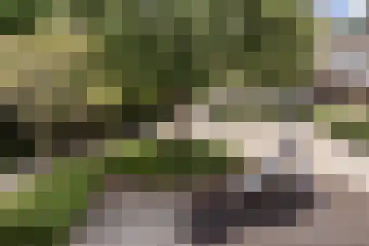 Bloemstede 415 Maarssen thumbnail 22