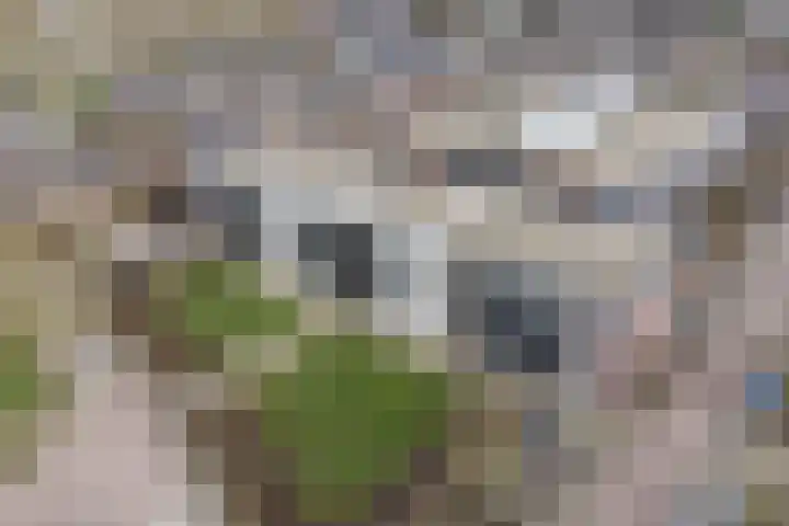 Bloemstraat 23 Huissen thumbnail 24