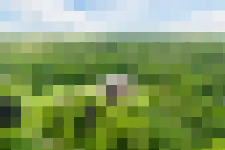 Bloemveldlaan 44 Haarlem thumbnail 4